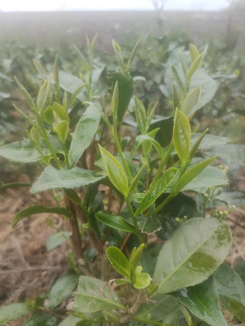 川九茶苗，发芽时间快，产量高，好栽种
