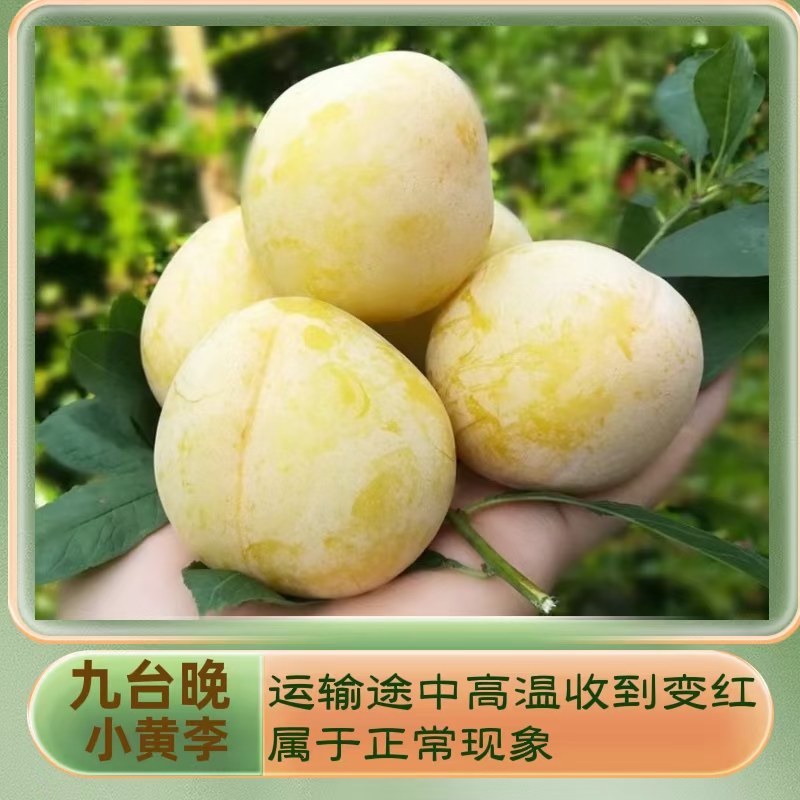 晚黄李子，