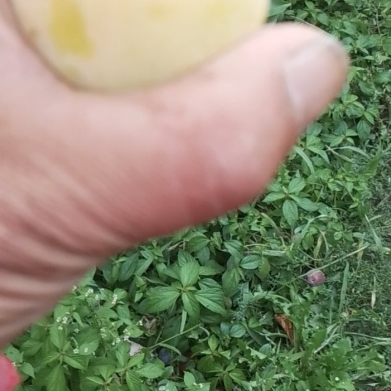 晚黄李子，