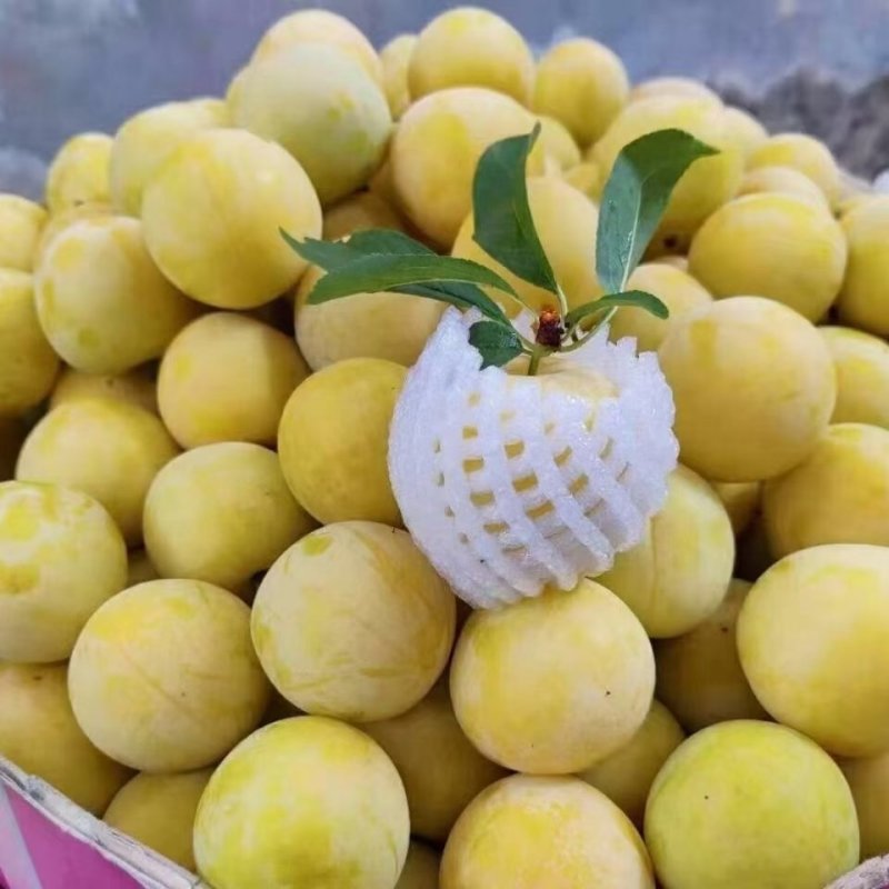 晚黄李子，