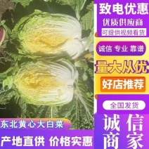 【推荐】吉林白菜大量上市包心实无虫眼无烧心