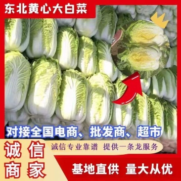 吉林黄心菜，品种:小义和秋大量上市供应中