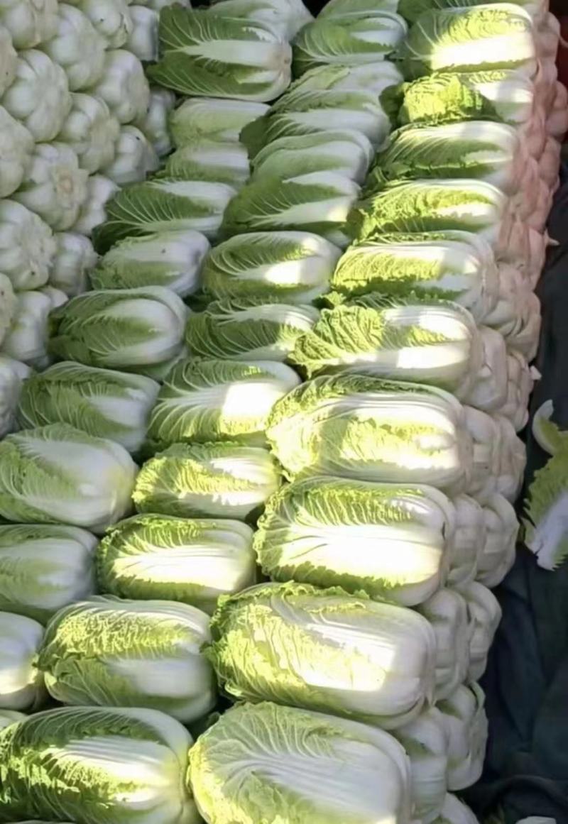 吉林黄心菜大量上市价格美丽量大从优质量上乘