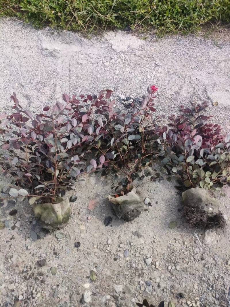 红继木
