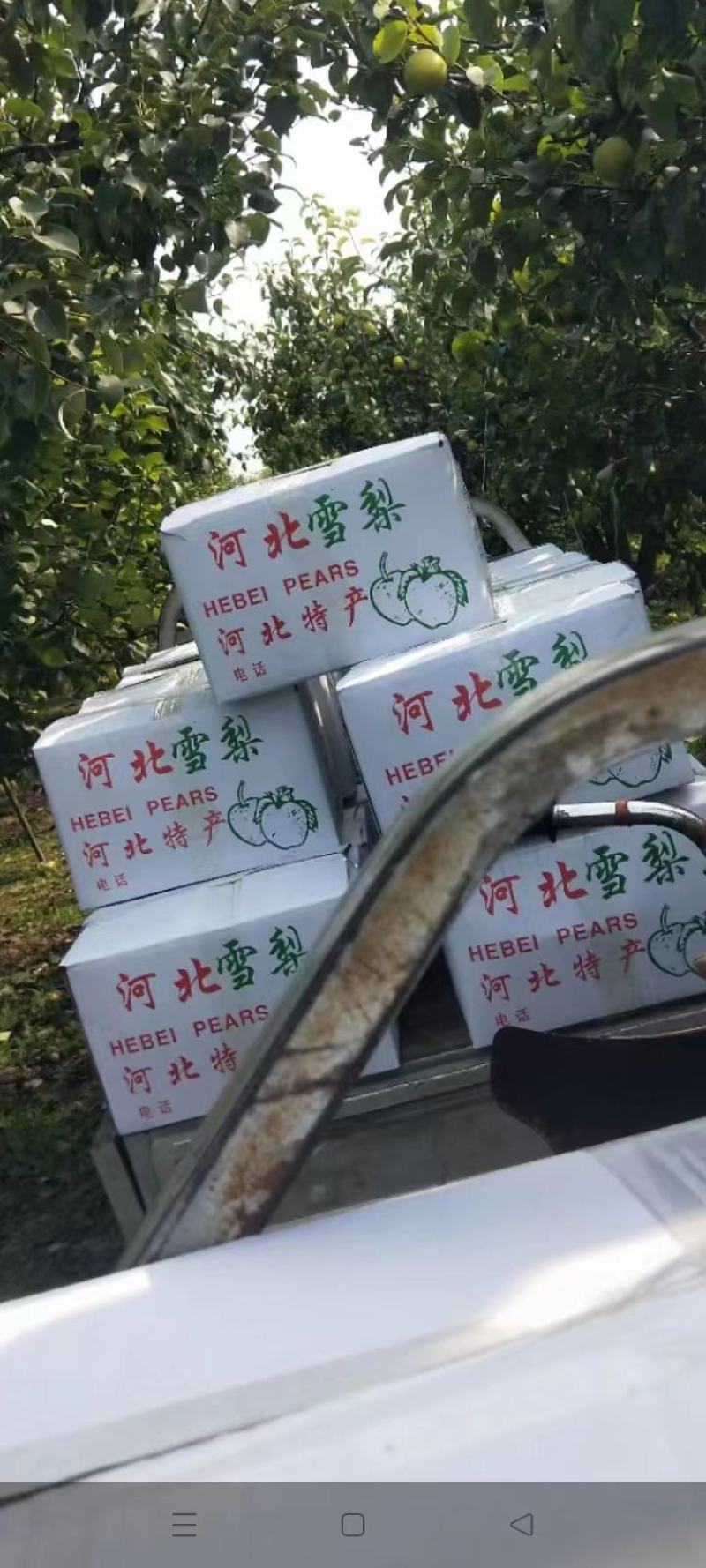 河北鸭梨，雪花梨自家果园，品质口感好量大从优果品