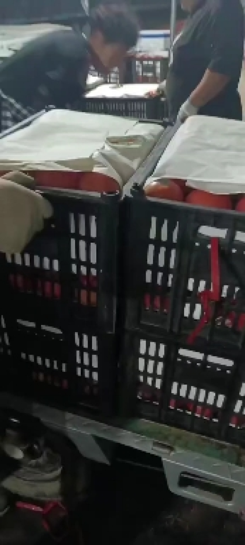 我是河北唐山乐亭，诚信代收，西红柿大量上市，免代收费