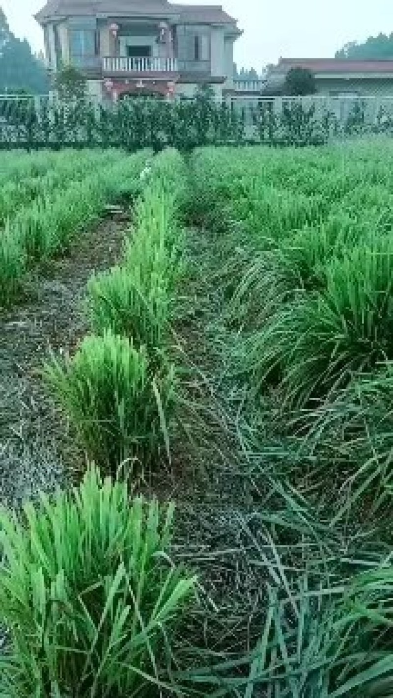 香茅草大量供应全国空运几小时到货需要联系