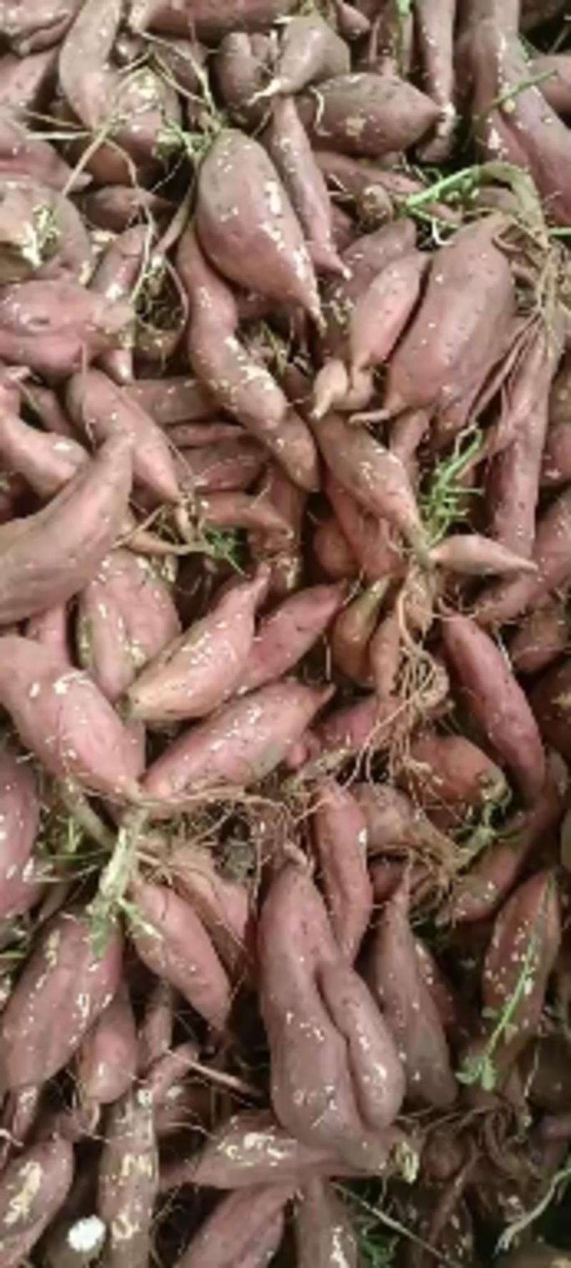 大型种植农场红薯，商数19商数13，高淀粉红薯