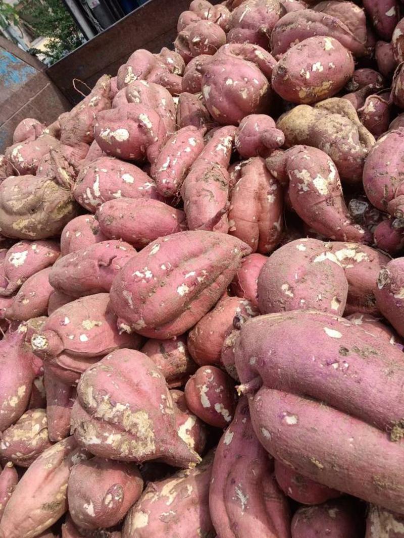 大型种植农场红薯，商数19商数13，高淀粉红薯