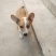 自家养的柯基犬长年供应两色的三色的都，性格温顺，不攻击人