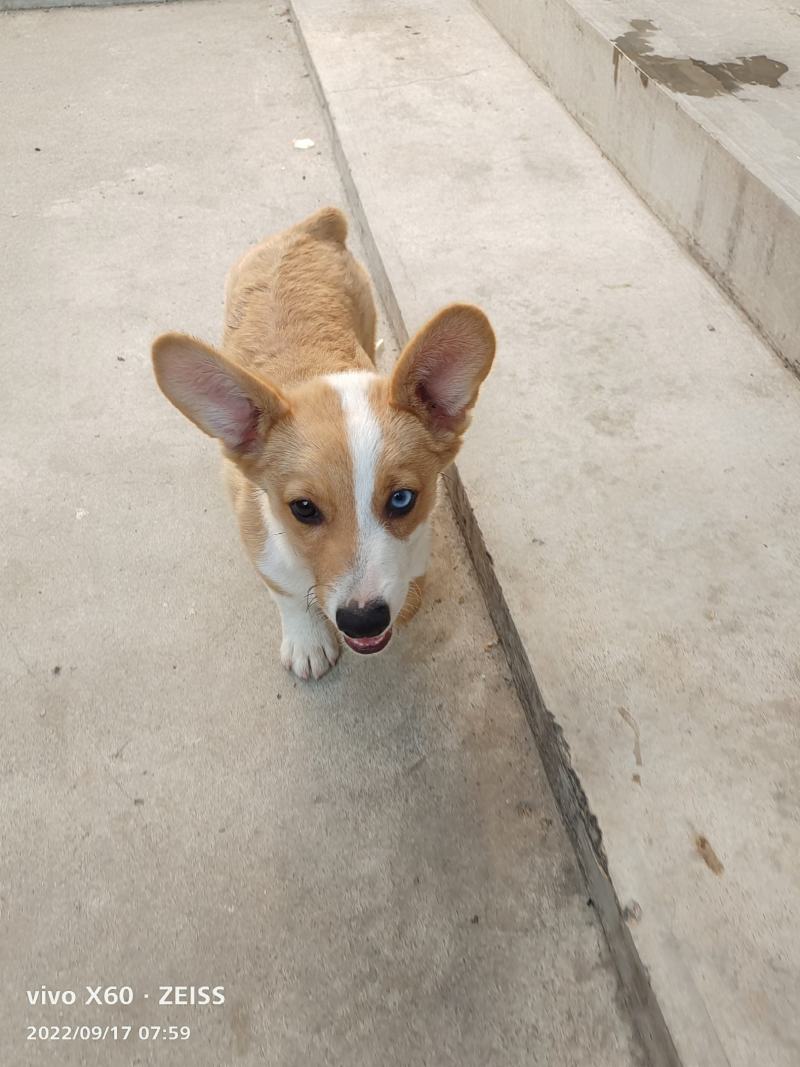 自家养的柯基犬长年供应两色的三色的都，性格温顺，不攻击人