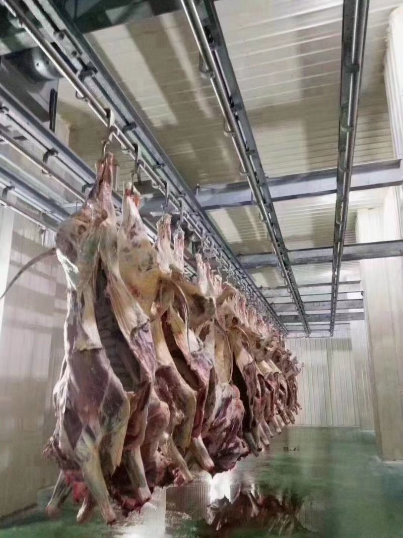牛肉牛腱子牛腩肉牛林肉牛脖肉牛排骨