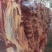 牛肉牛腱子牛腩肉牛林肉牛脖肉牛排骨