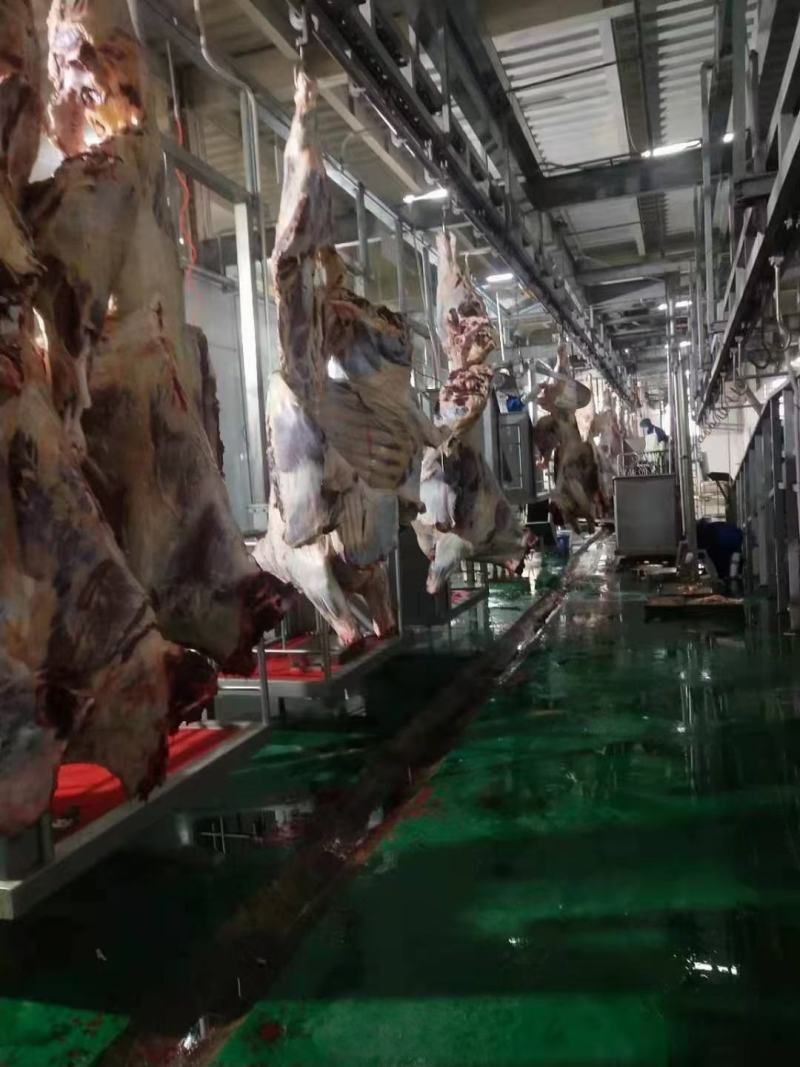 牛肉牛腱子牛腩肉牛林肉牛脖肉牛排骨