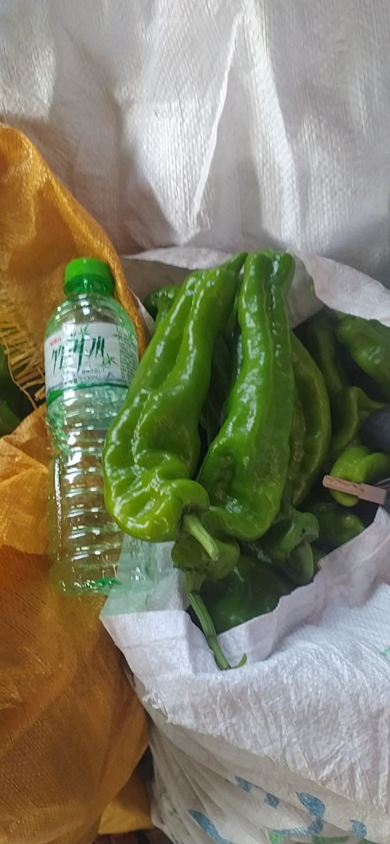 泡椒线椒
