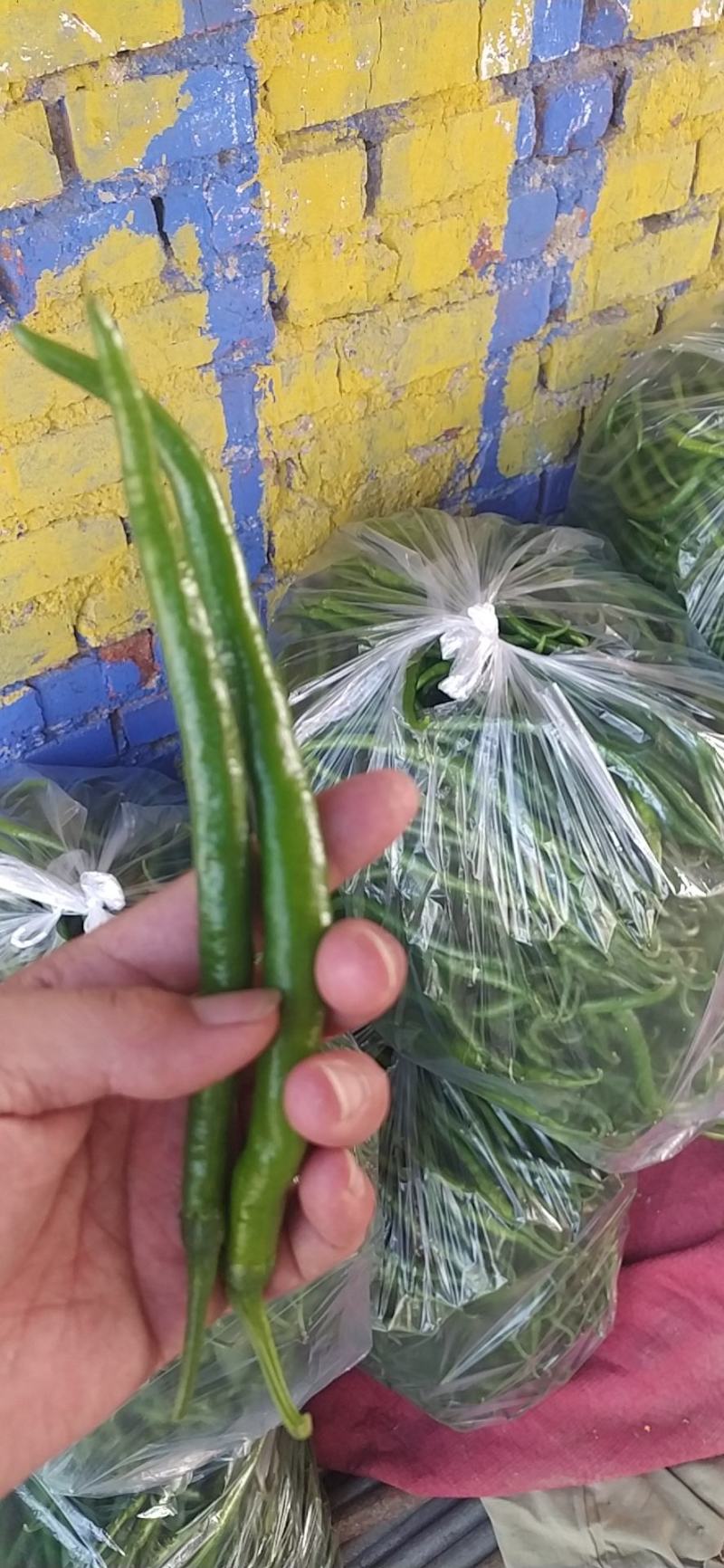 泡椒线椒
