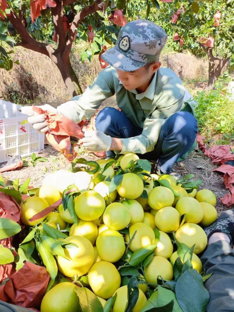 福建漳州葡萄柚甜心柚青皮葡，无酸纯甜，整车供应，一件代发