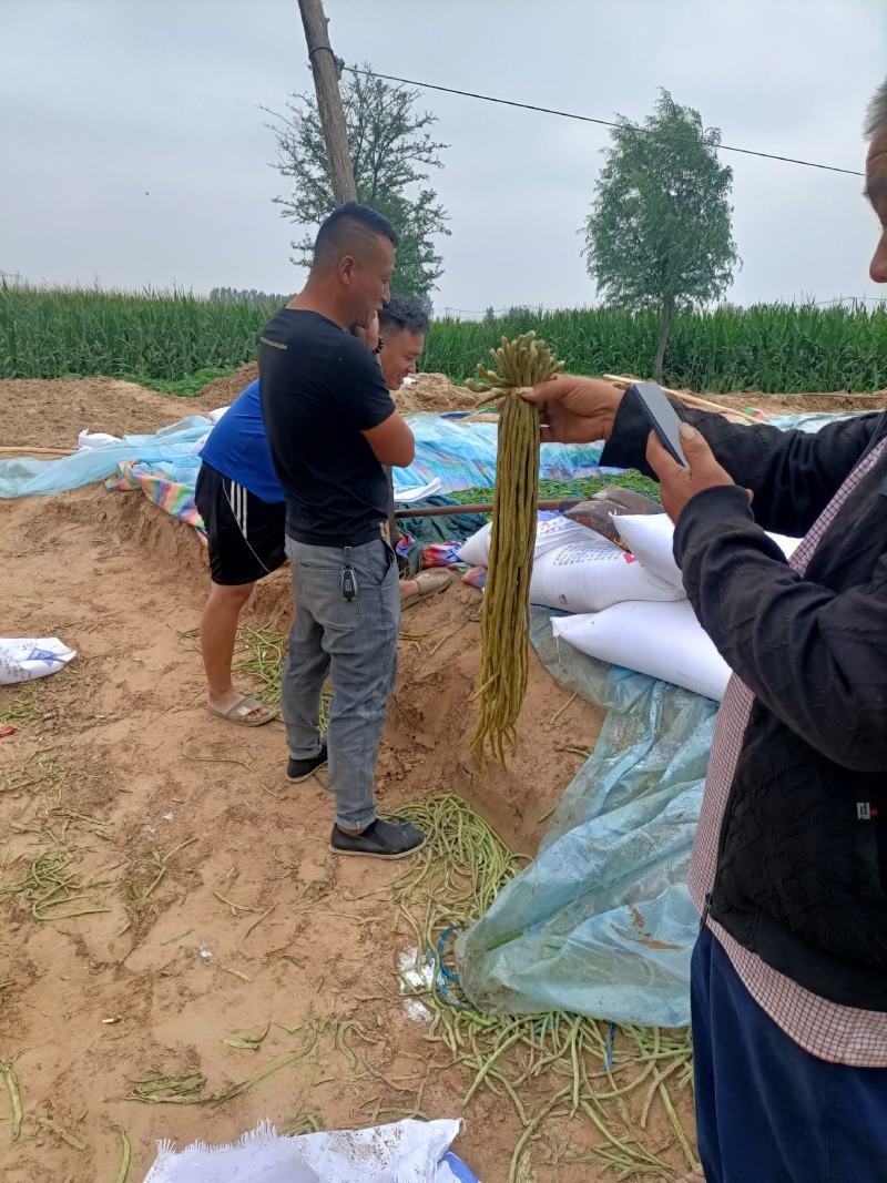 精品腌制豆角酸豆角颜色鲜亮大量有货源支持全国发货