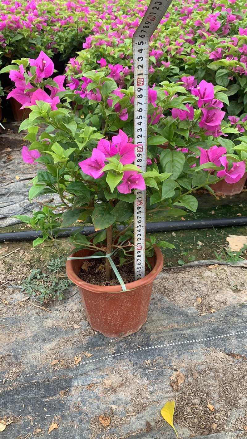 云南紫三角梅四季勤花庭院景观绿化各种规格齐全可视频看货