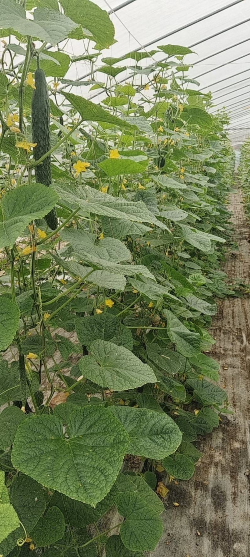 【热卖】基质栽培油亮黄瓜，脆甜，瓜条顺直一手货源欢迎咨询