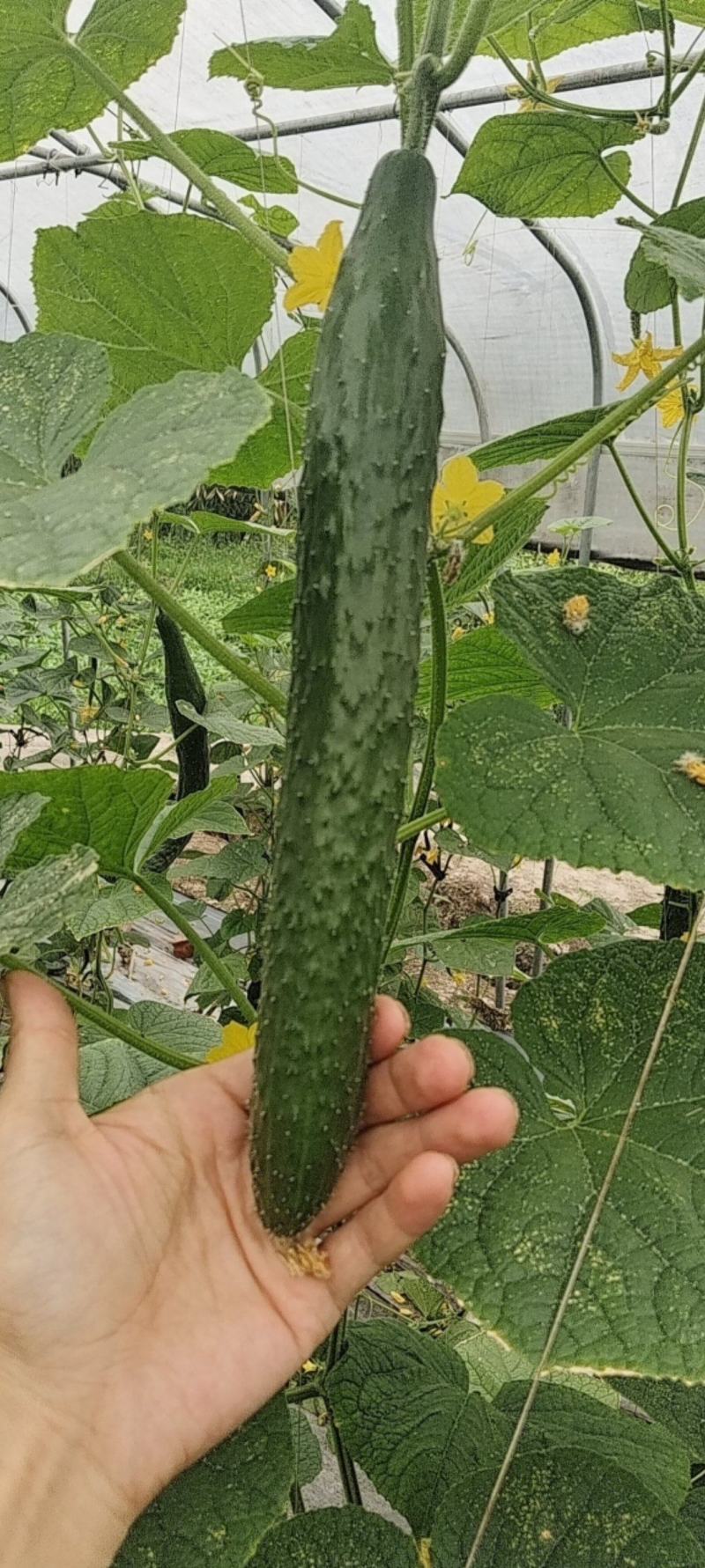 【热卖】基质栽培油亮黄瓜，脆甜，瓜条顺直一手货源欢迎咨询