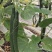 【热卖】基质栽培油亮黄瓜，脆甜，瓜条顺直一手货源欢迎咨询