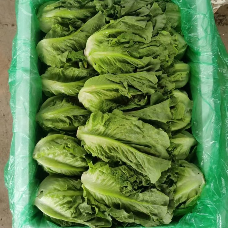 意大利生菜基地直发质量保证一条龙服务货真价实