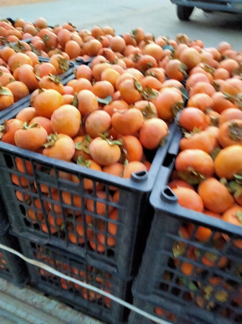 小柿脆柿