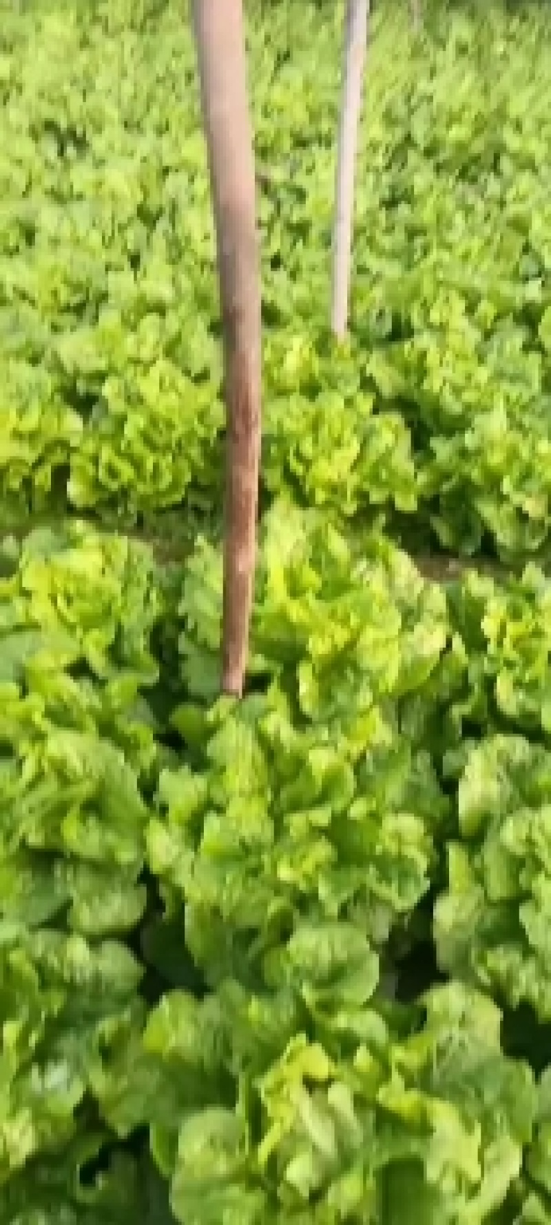 意大利生菜基地直发质量保证一条龙服务货真价实