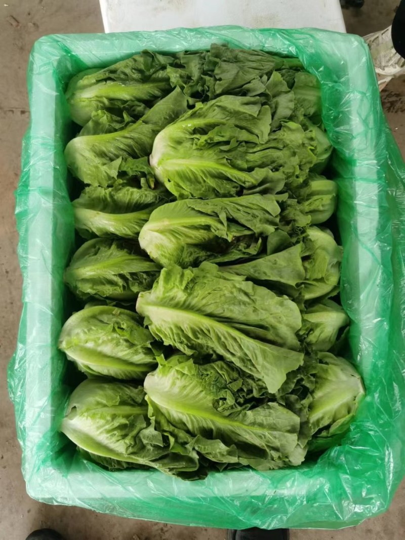 意大利生菜基地直发质量保证一条龙服务货真价实
