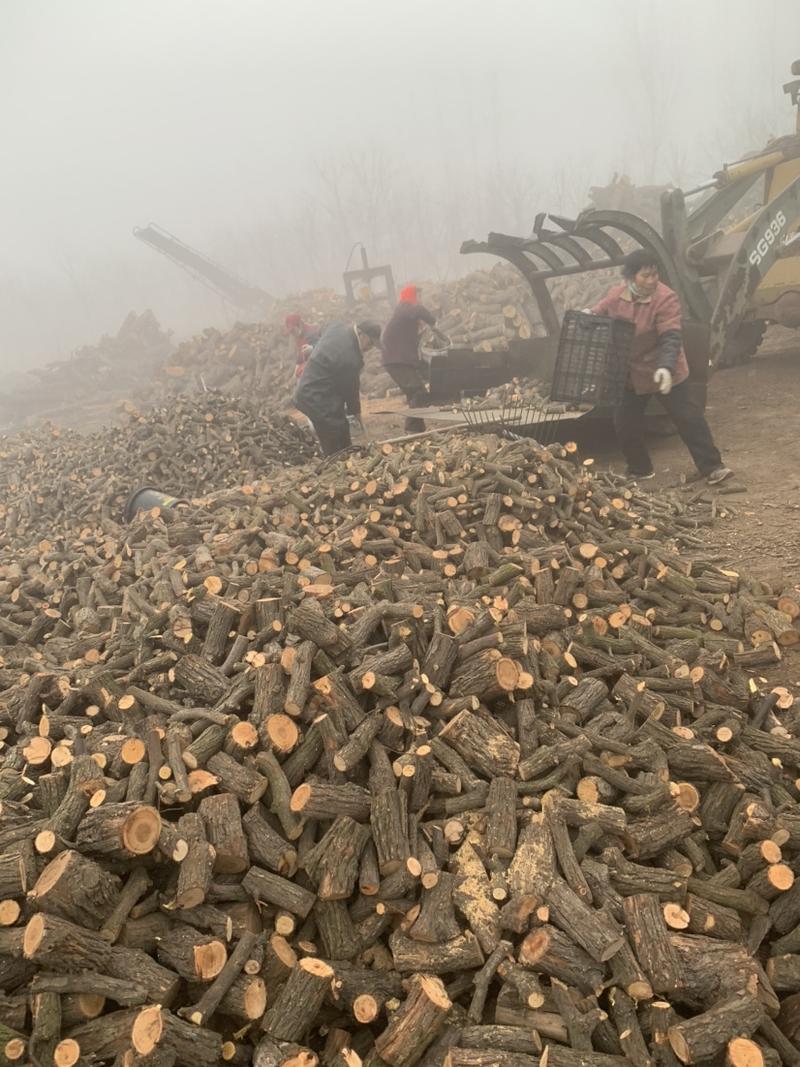 河北省沧州市献县枣木块，枣木段，雷击木，大量销售