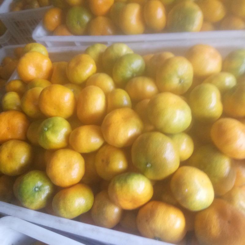湖南东江湖蜜桔精品蜜桔，皮薄味甜全国发货