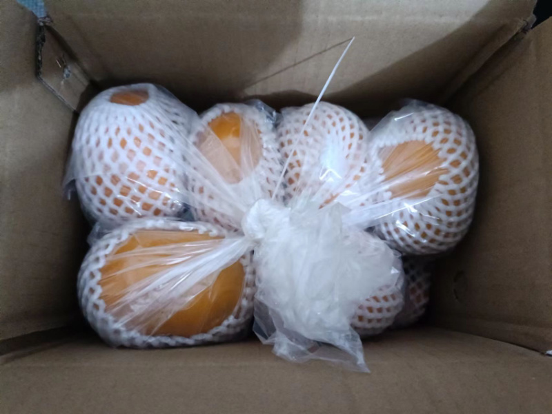 广西桂林恭城瑶山脆柿，爽口脆甜，电商一件代发