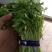 芹菜苗小山芹，山东自种品质优，货发全国，预冷加冰发货