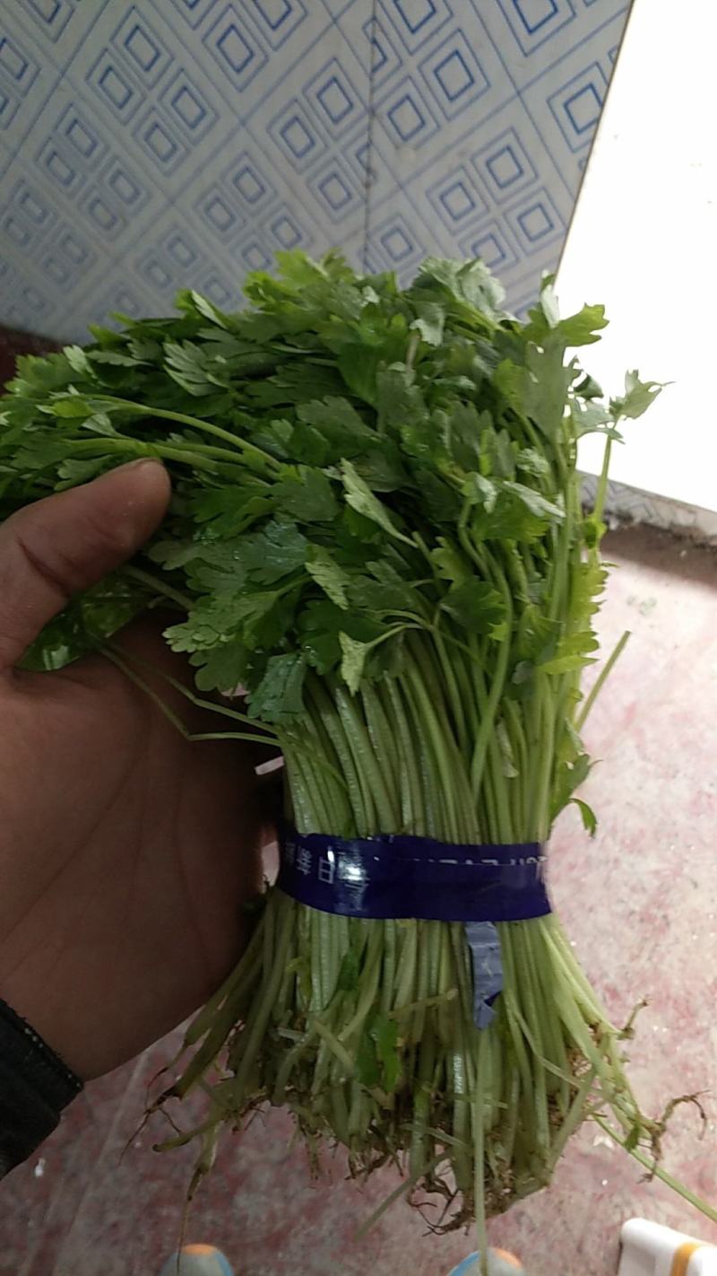 芹菜苗小山芹，山东自种品质优，货发全国，预冷加冰发货