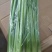 芹菜苗小山芹，山东自种品质优，货发全国，预冷加冰发货