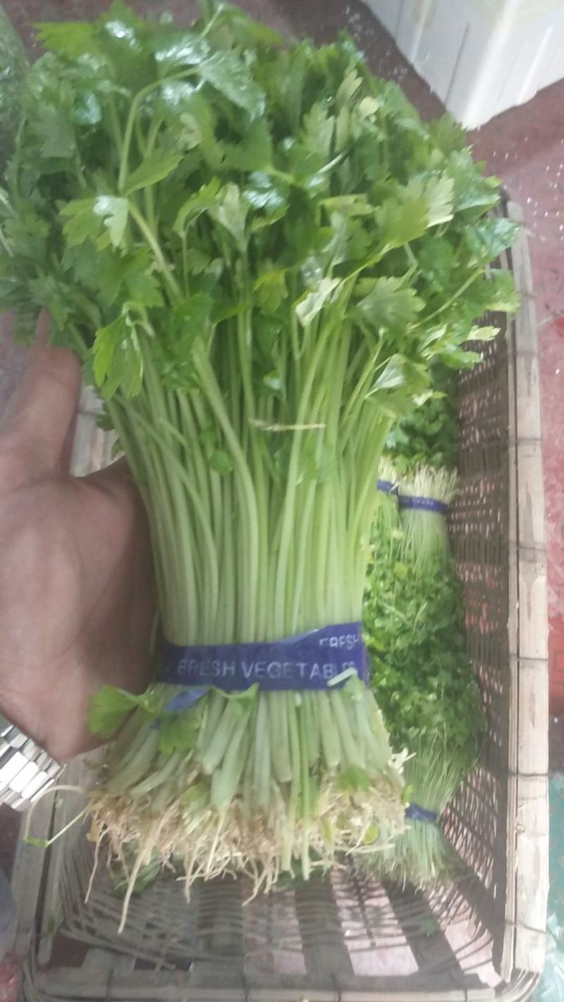 芹菜苗小山芹，山东自种品质优，货发全国，预冷加冰发货