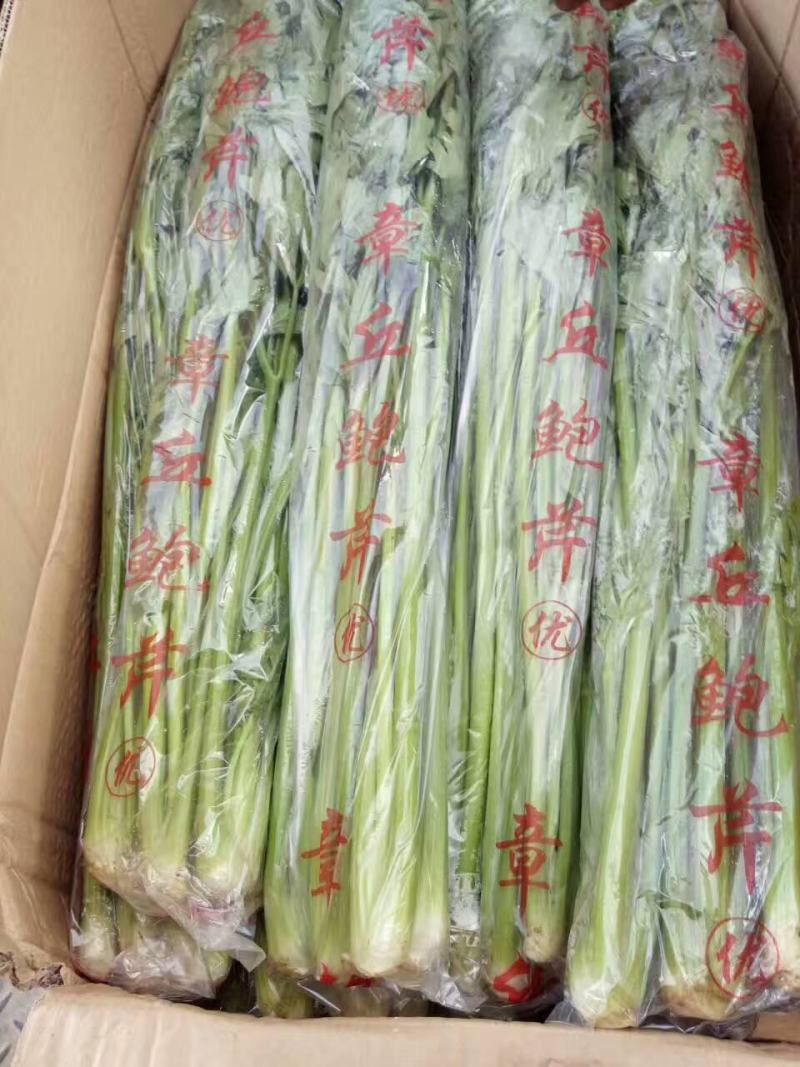 芹菜苗小山芹，山东自种品质优，货发全国，预冷加冰发货