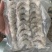 【手工去肠虾仁】一手货源,🉑️定做,量大从优