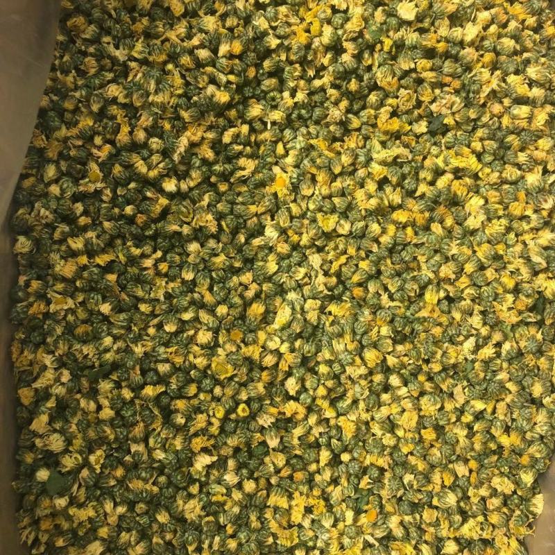【桐乡发货】精选桐乡胎菊500克袋装多规格可选包邮