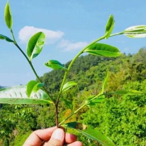 普洱古树生茶散茶