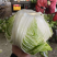 【实力】精品白菜夏阳白菜大量上市，质优价廉欢迎订购