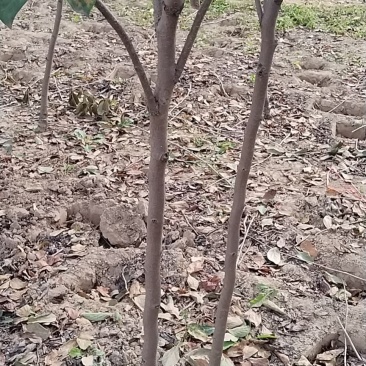 柿子树