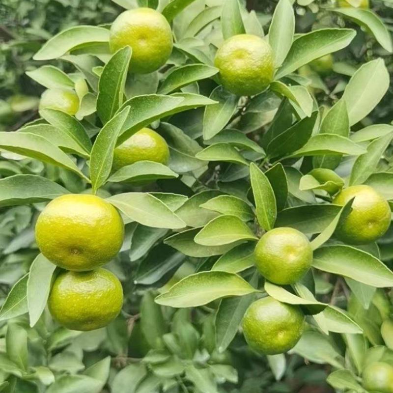 加蜜本地早也叫新余蜜桔
