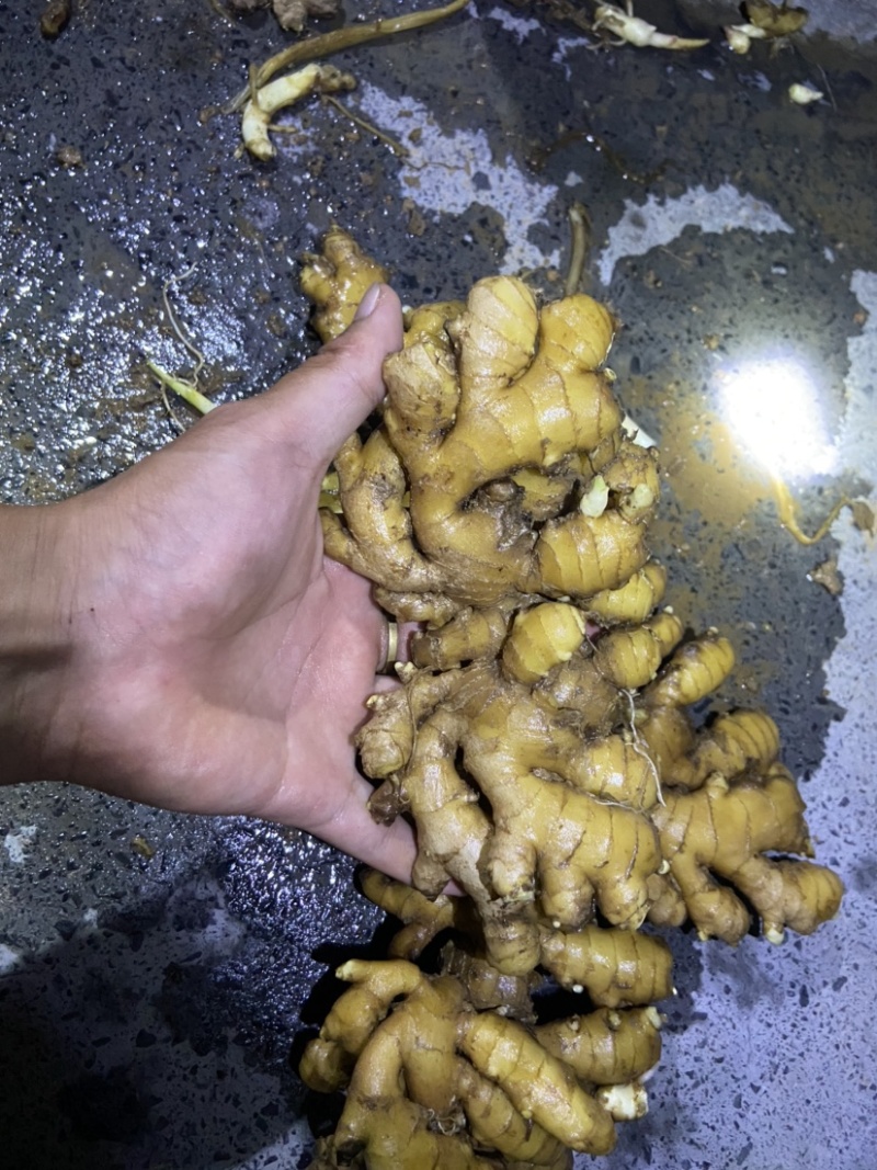 湖南湘西私人小户窖藏老小黄姜，不打膨大素