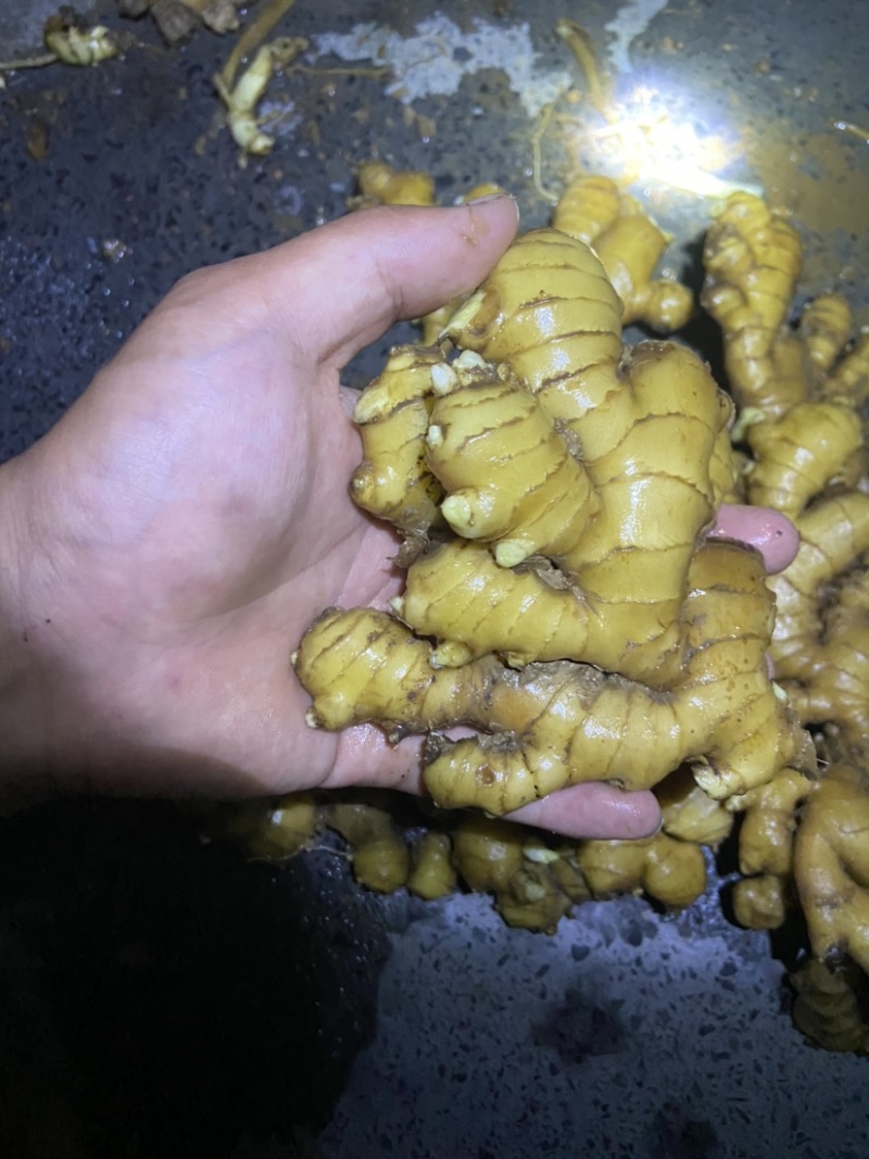 湖南湘西私人小户窖藏老小黄姜，不打膨大素