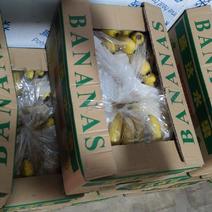 香蕉二黄都有货存三把蕉，货好价不高大量有货