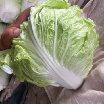 精品大白菜，秦白2号单颗5斤左右，产地直供，需要的联系。