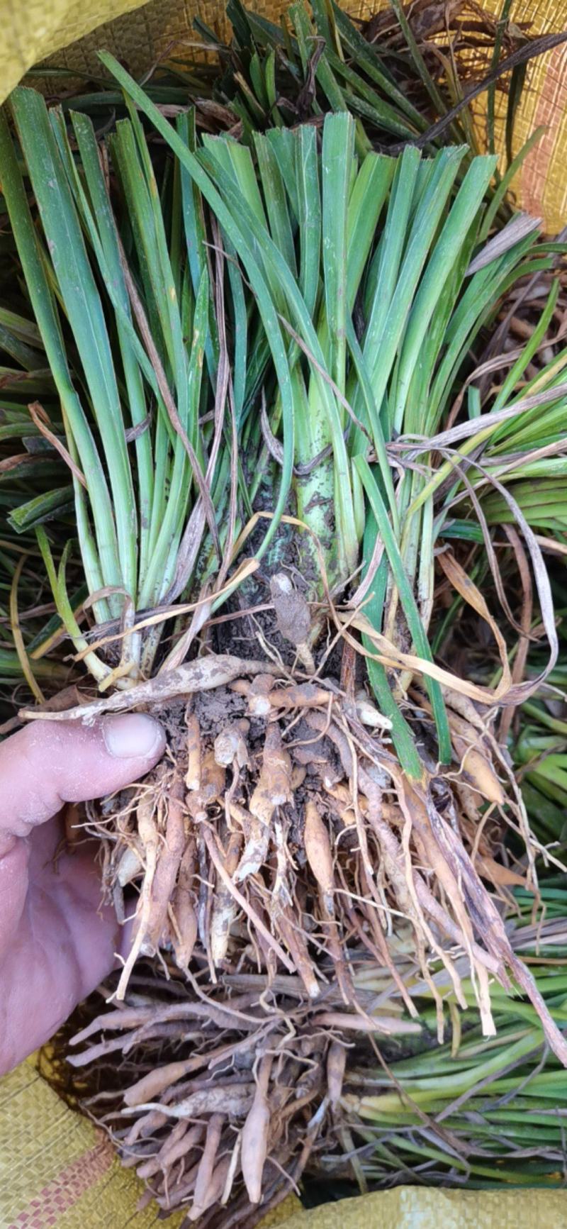 金娃娃萱草红宝石萱草质量保证产地产地直供