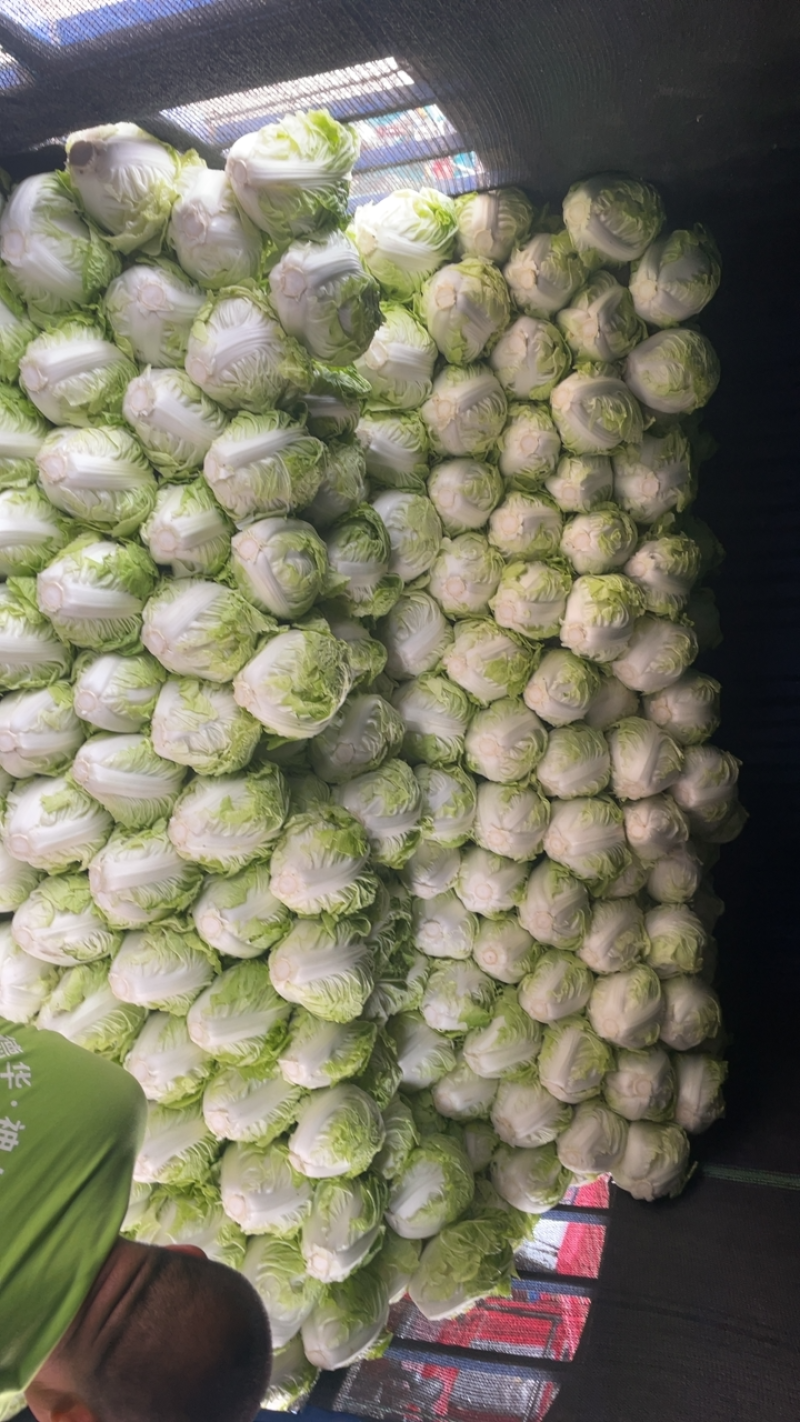 精品大白菜，秦白2号单颗5斤左右，产地直供，需要的联系。